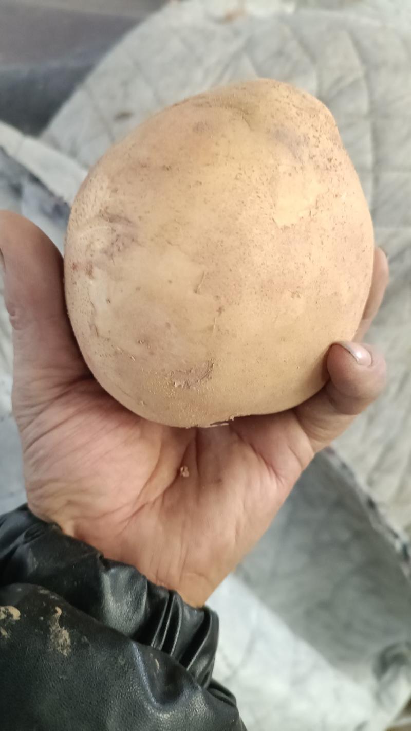 新鲜土豆