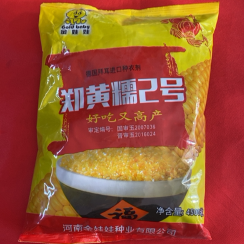郑黄糯2号玉米种子出口级别玉米糁品质好产量高