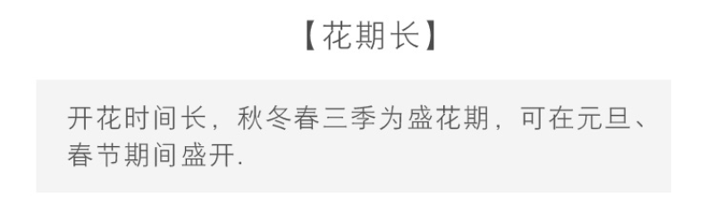 三色堇种子猫儿脸蝴蝶花种籽角堇耐寒花卉盆栽庭院花坛