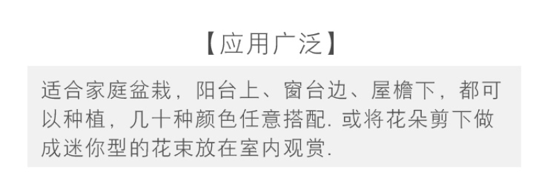 三色堇种子猫儿脸蝴蝶花种籽角堇耐寒花卉盆栽庭院花坛