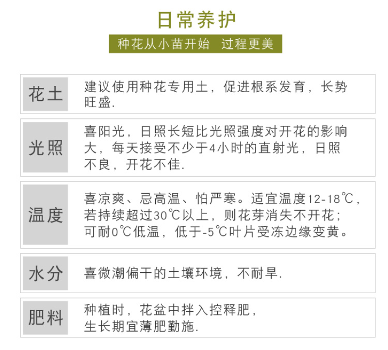 三色堇种子猫儿脸蝴蝶花种籽角堇耐寒花卉盆栽庭院花坛