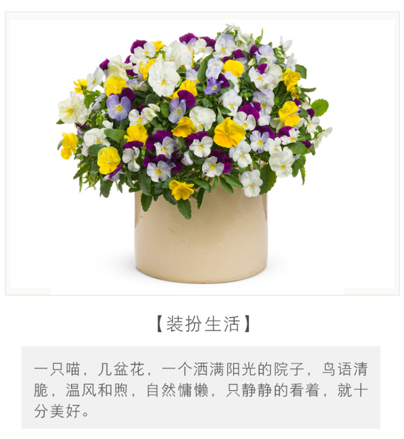 三色堇种子猫儿脸蝴蝶花种籽角堇耐寒花卉盆栽庭院花坛
