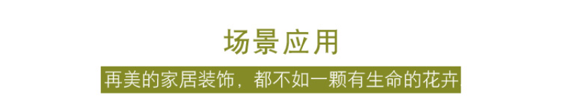 三色堇种子猫儿脸蝴蝶花种籽角堇耐寒花卉盆栽庭院花坛