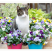 三色堇种子猫儿脸蝴蝶花种籽角堇耐寒花卉盆栽庭院花坛