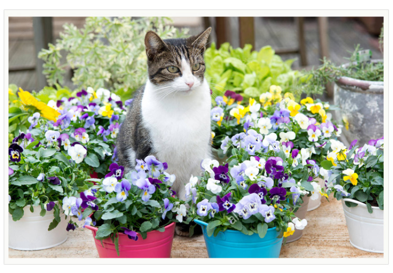 三色堇种子猫儿脸蝴蝶花种籽角堇耐寒花卉盆栽庭院花坛