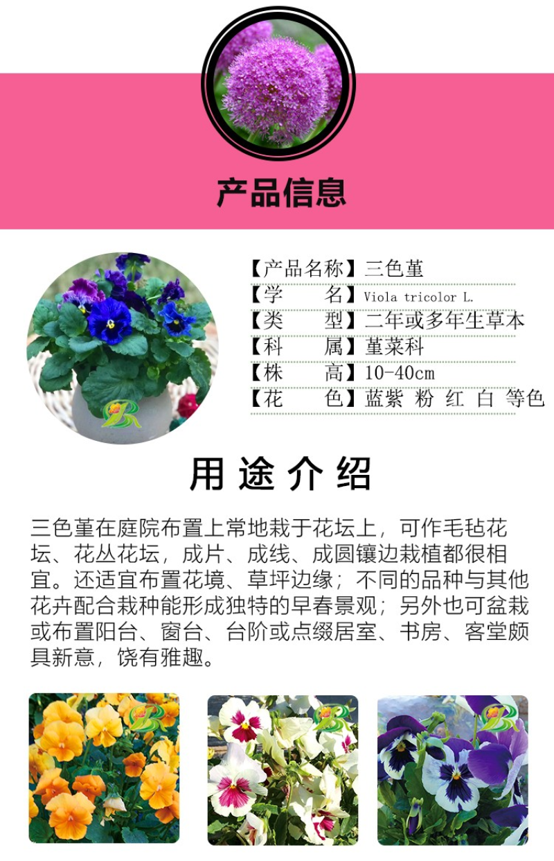 三色堇种子猫儿脸蝴蝶花种籽角堇耐寒花卉盆栽庭院花坛