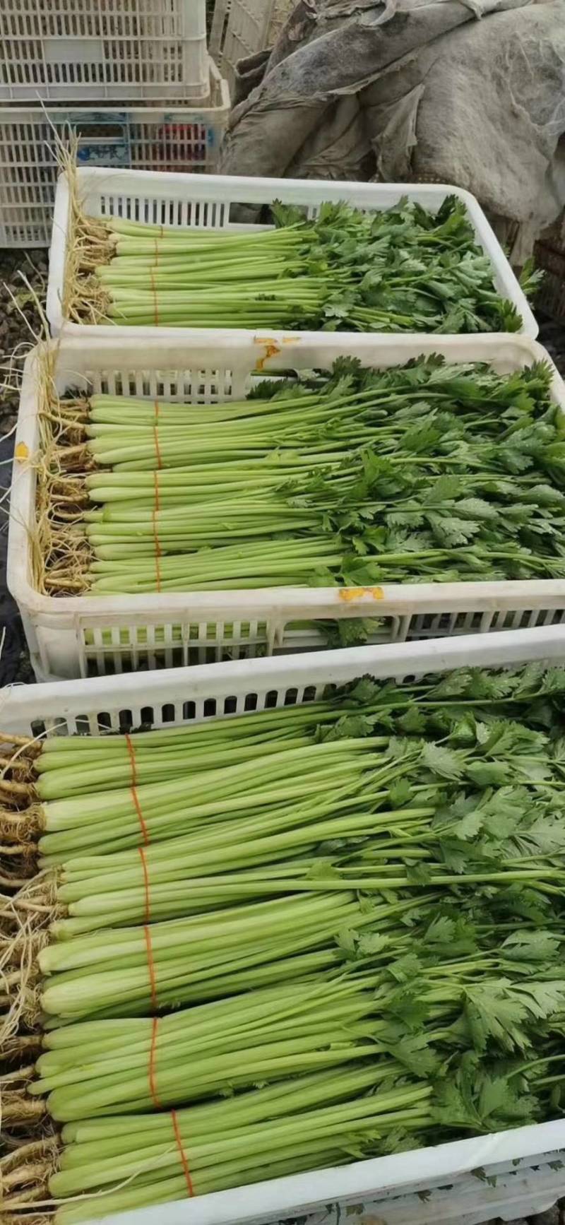 精品芹菜，保质保量诚信经营，量大从优全国代发
