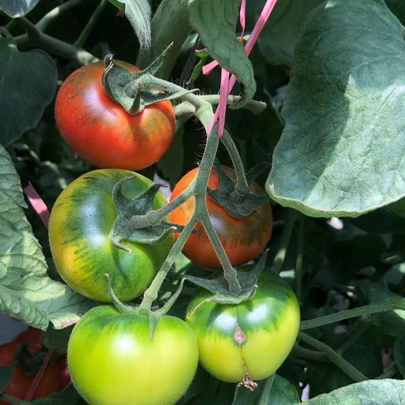 草莓西红柿苗铁皮番茄苗带绿肩口感西红柿苗薄皮抗病毒