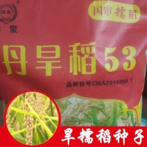 旱直播糯稻种子丹旱稻53产地直销现货包邮