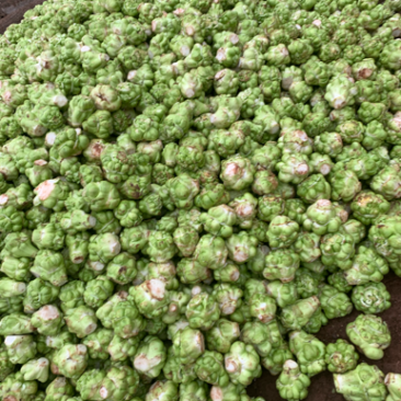 榨菜四川榨菜！基地大量供应货原！有要老板赶紧下单