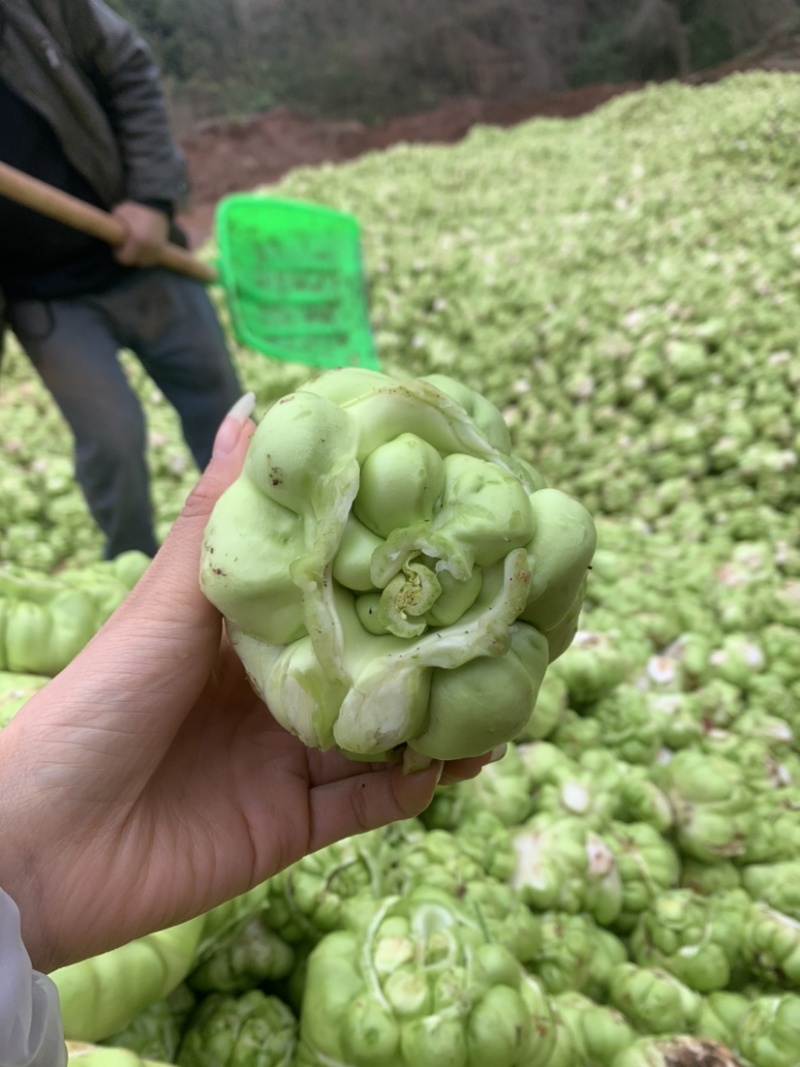 榨菜四川榨菜！基地大量供应货原！有要老板赶紧下单