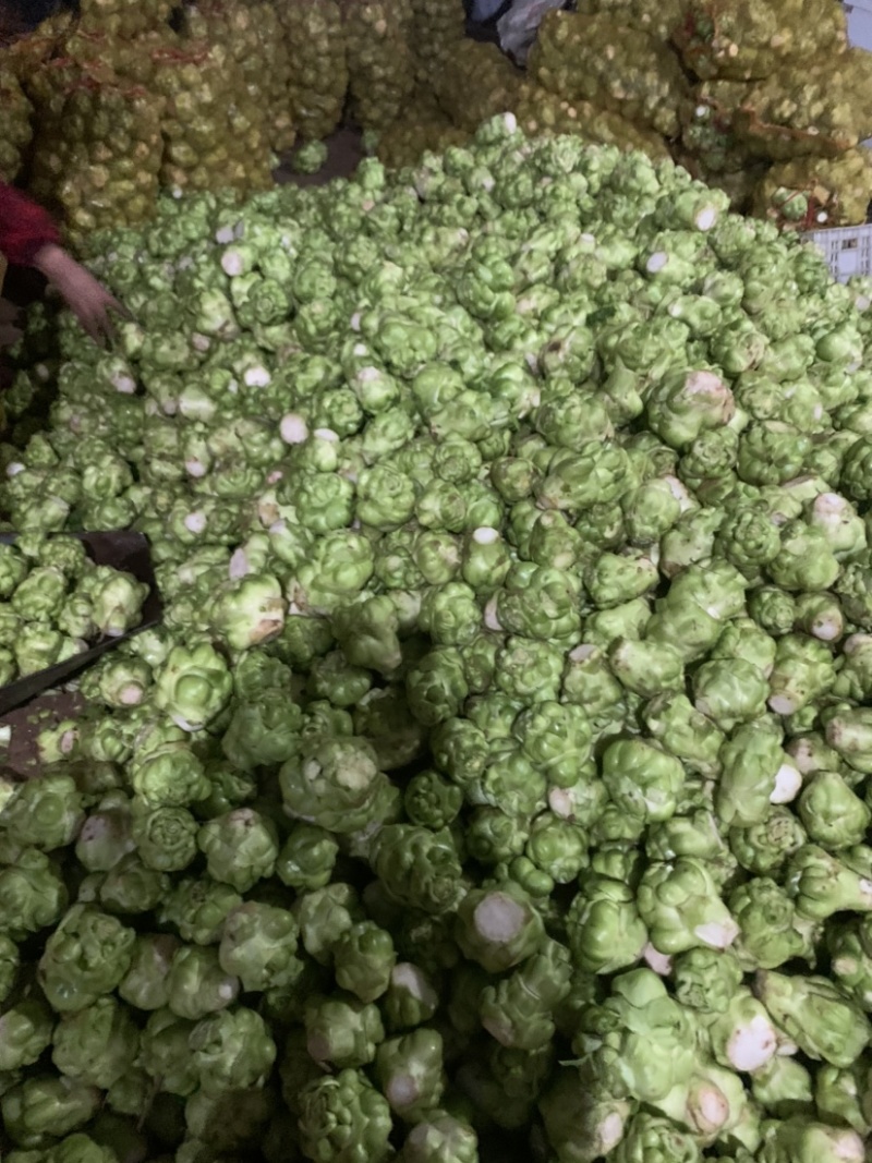 榨菜四川榨菜！基地大量供应货原！有要老板赶紧下单