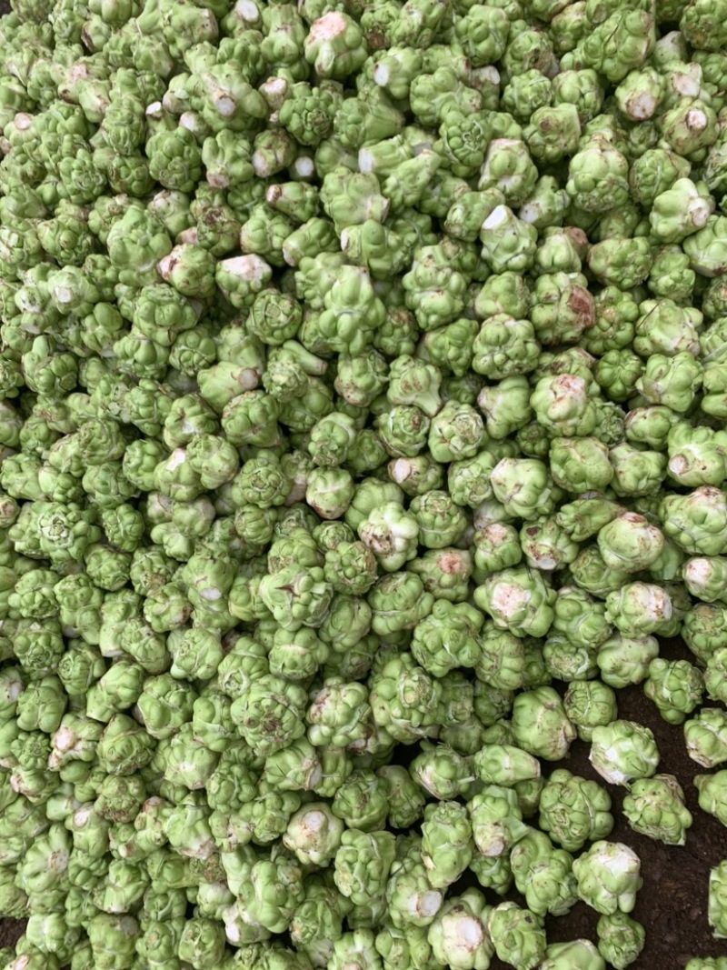 榨菜四川榨菜！基地大量供应货原！有要老板赶紧下单