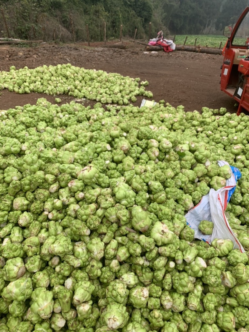 榨菜四川榨菜！基地大量供应货原！有要老板赶紧下单