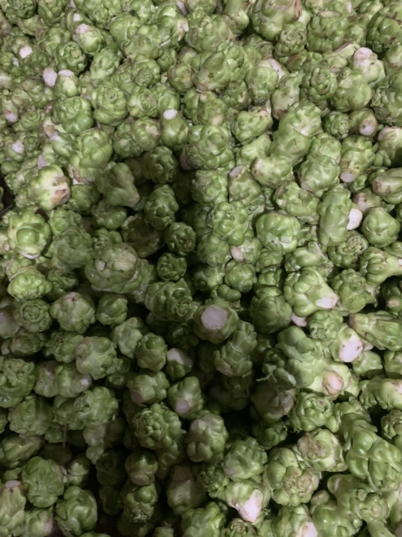 榨菜四川榨菜！基地大量供应货原！有要老板赶紧下单