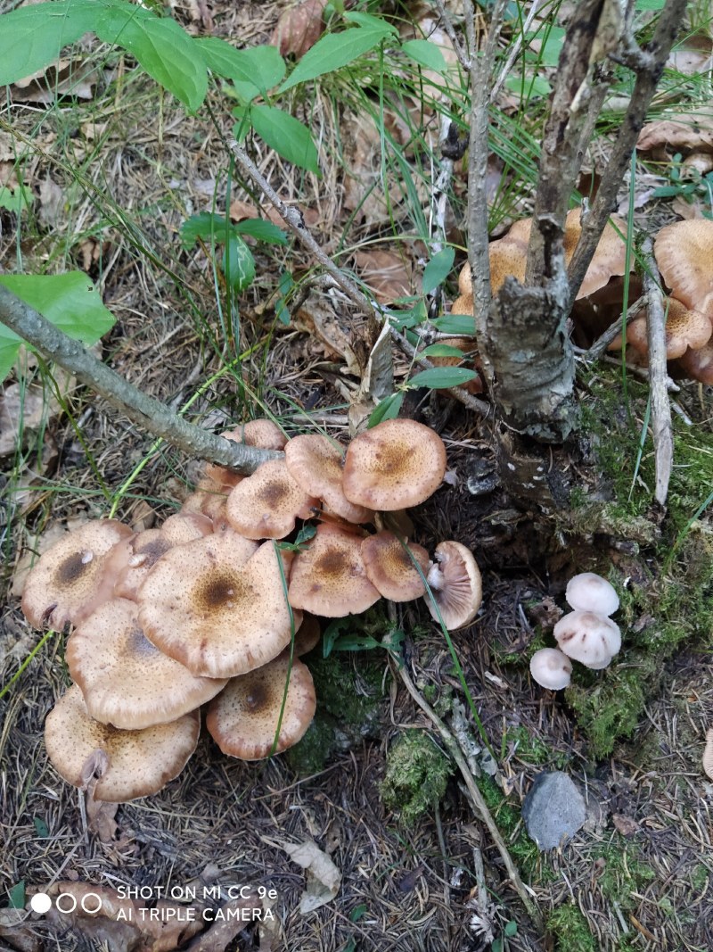 元蘑，肉厚，品相好，颜色金黄，口感好，产地一手货源。