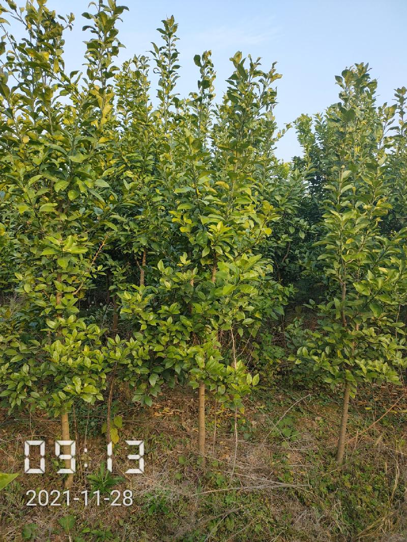 地径3-5香橼树，量大，支持线上保障交易