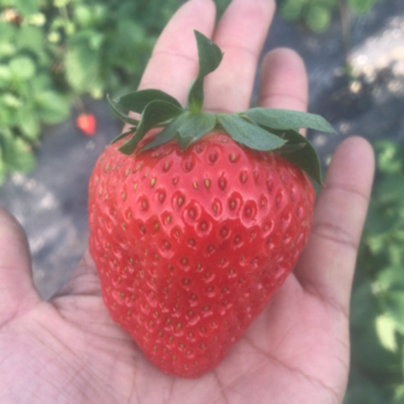 红颜草莓一手货源大量上市质优价