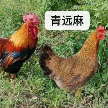 清远麻鸡苗优质散养土鸡苗青远土鸡苗清远麻二，麻1.5
