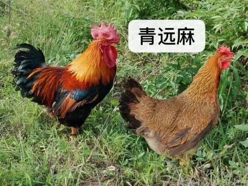 清远麻鸡苗优质散养土鸡苗青远土鸡苗清远麻二，麻1.5