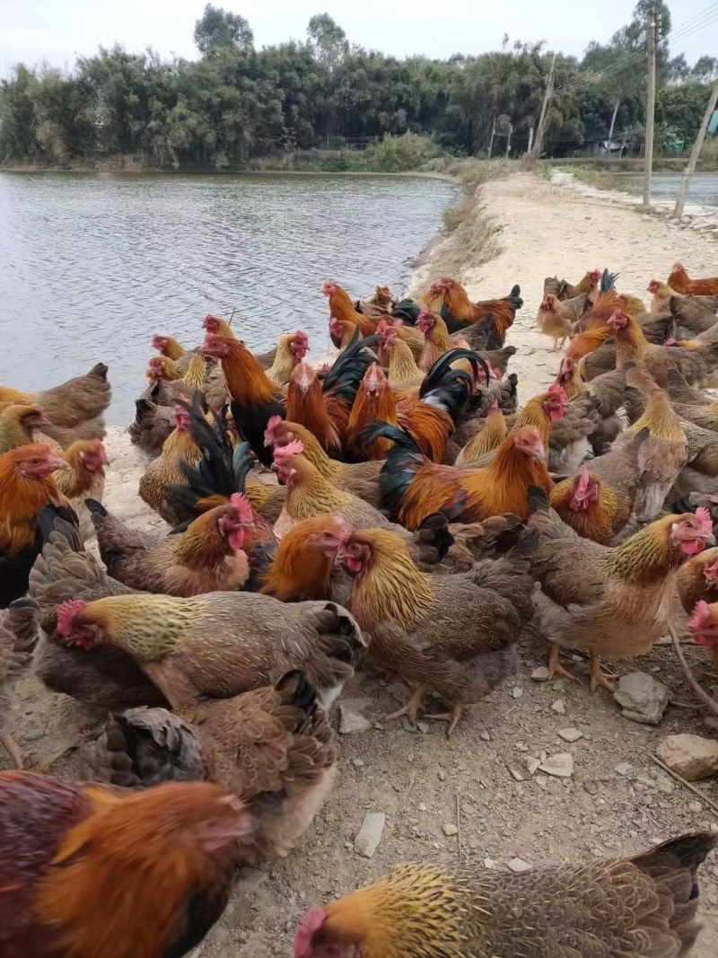 清远麻鸡苗优质散养土鸡苗青远土鸡苗清远麻二，麻1.5