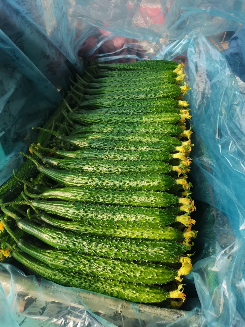 山东省临沂精品密刺黄瓜现货，一手货源，当天采摘当天卖