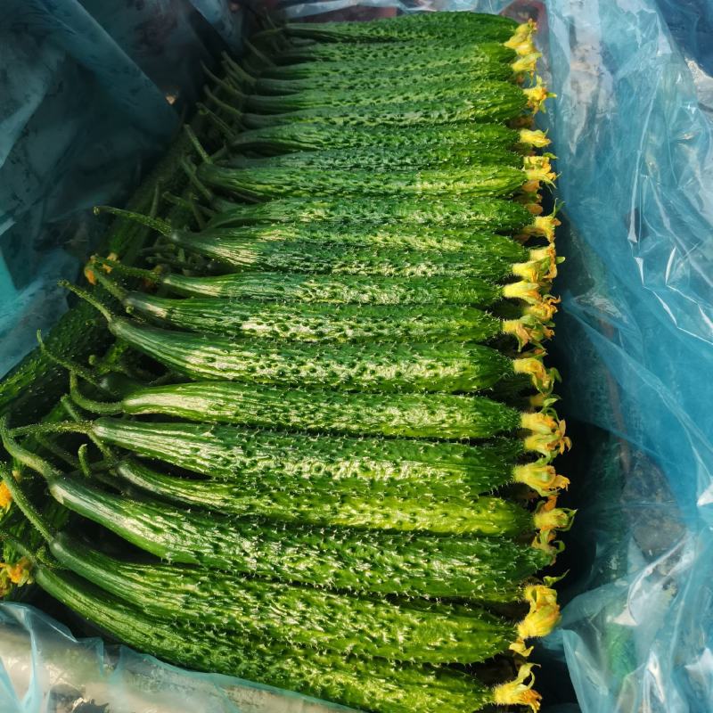 山东省临沂精品密刺黄瓜现货，一手货源，当天采摘当天卖