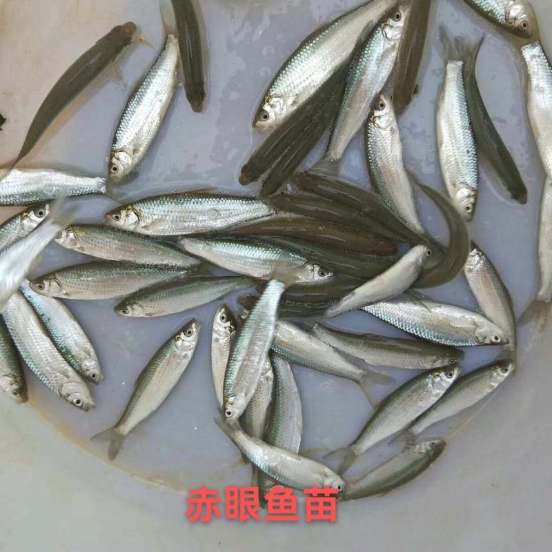 场地直销，赤眼鳟鱼苗，成活率高，吃料生猛，养殖周期短，。