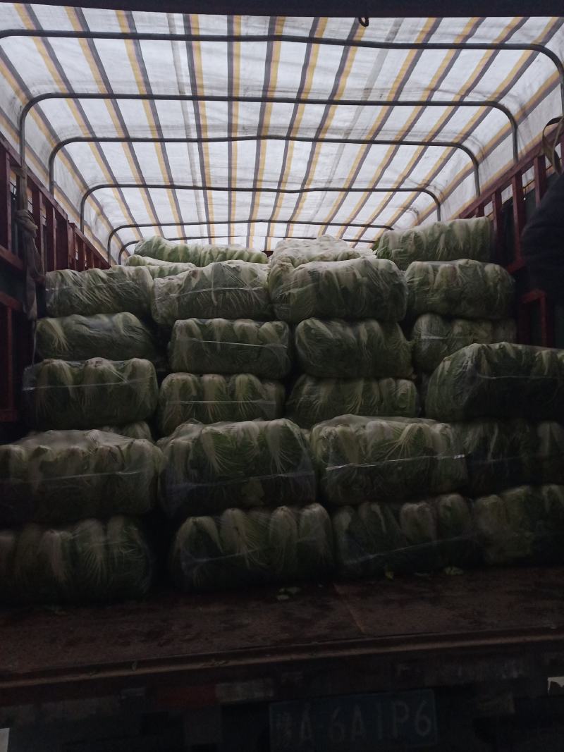 精品大白菜又名义和秋黄心的货量充足，产地直发