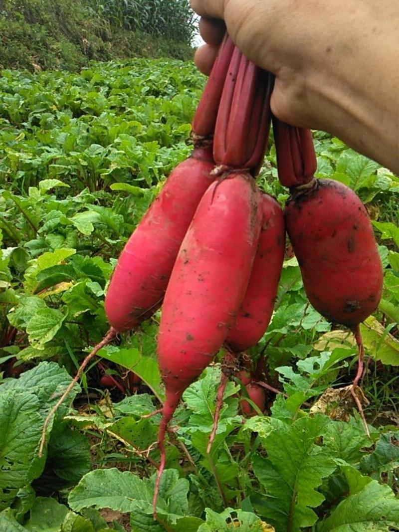 红皮萝卜产地直供看货论价保质保量欢迎订购