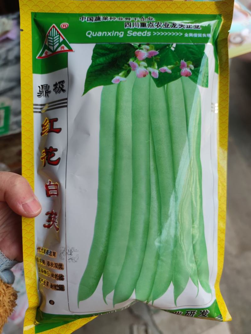 红花白荚四季豆种子500克，荚长25厘米，肉厚纤维少，