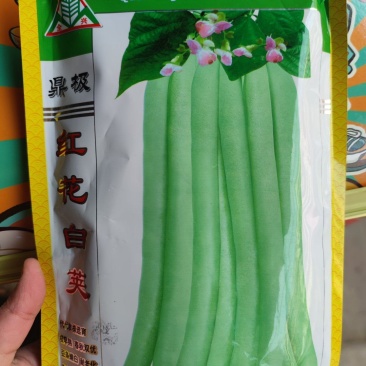 红花白荚四季豆种子500克，荚长25厘米，肉厚纤维少，