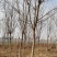 元宝枫，五角枫15公分一二三级树，西安市长安区鸣犊街办黎