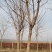 元宝枫，五角枫15公分一二三级树，西安市长安区鸣犊街办黎