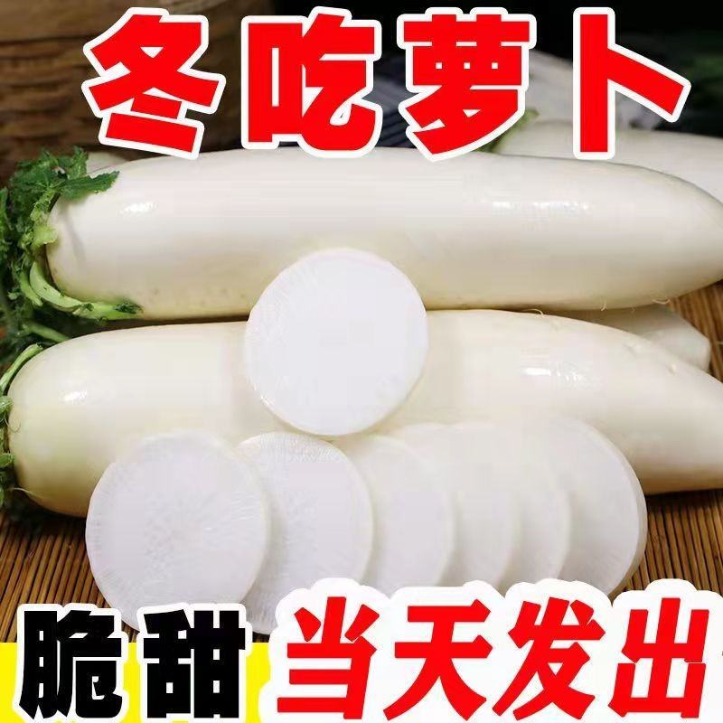 白萝卜产地看供货看货论价保质保量欢迎订购