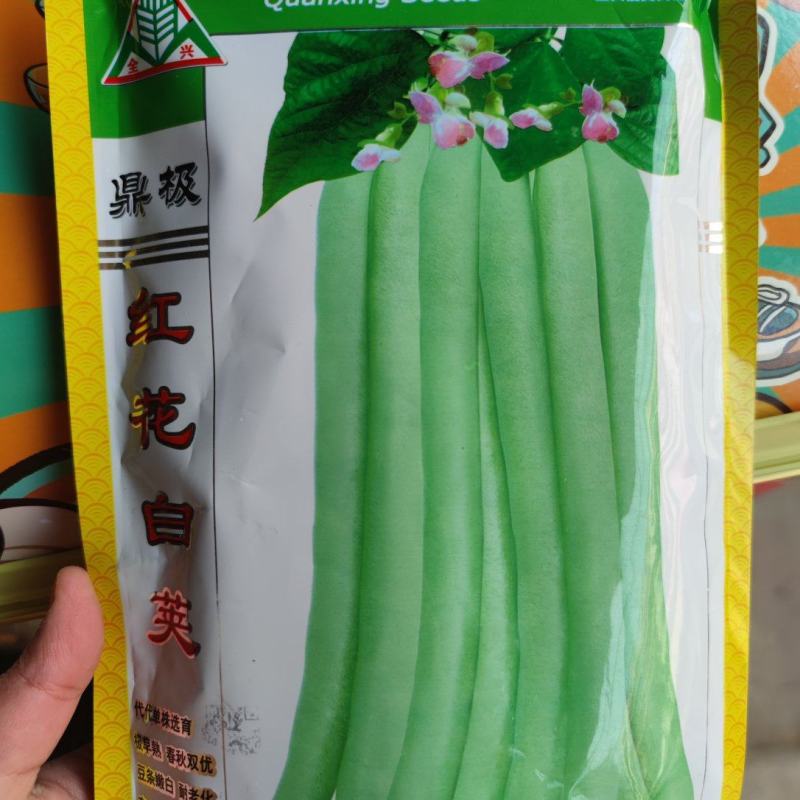 红花白荚四季豆种子，500克