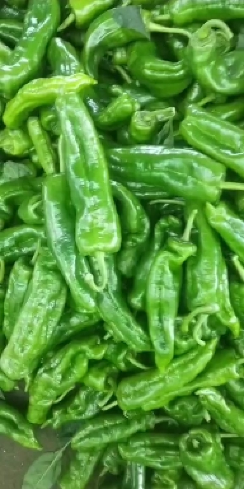 辣椒，大量上市，露天，大棚，新鲜蔬菜，产量大，品种全