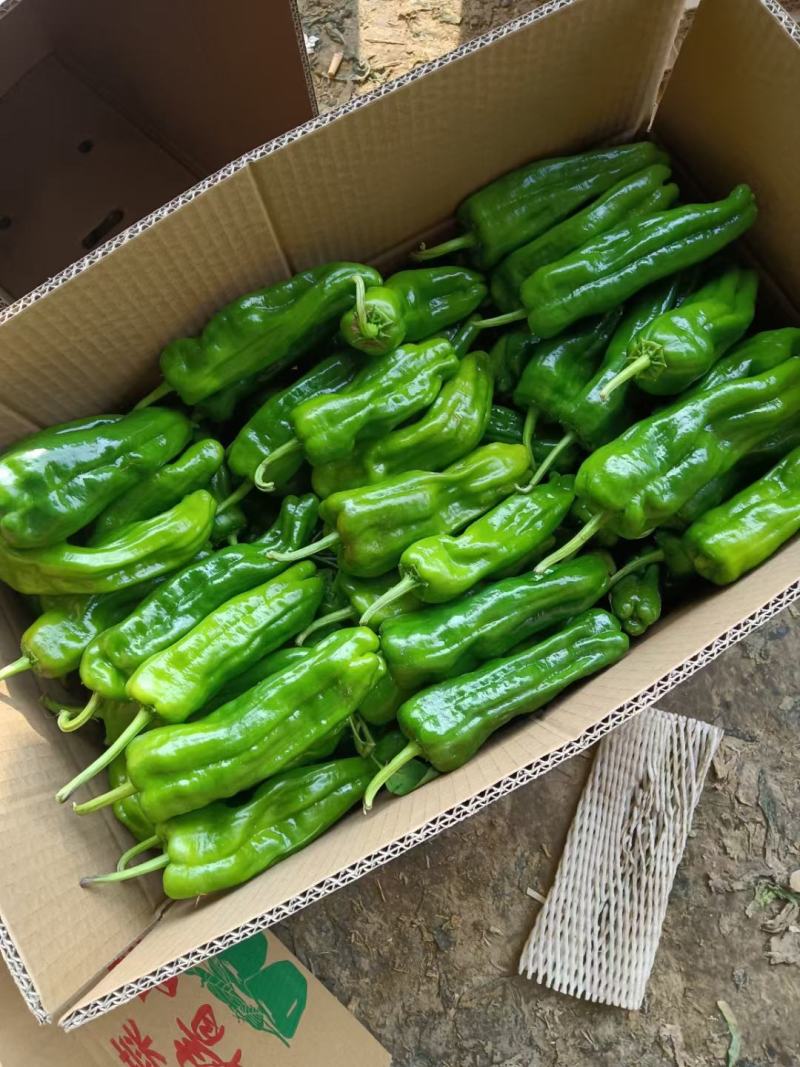 辣椒，大量上市，露天，大棚，新鲜蔬菜，产量大，品种全