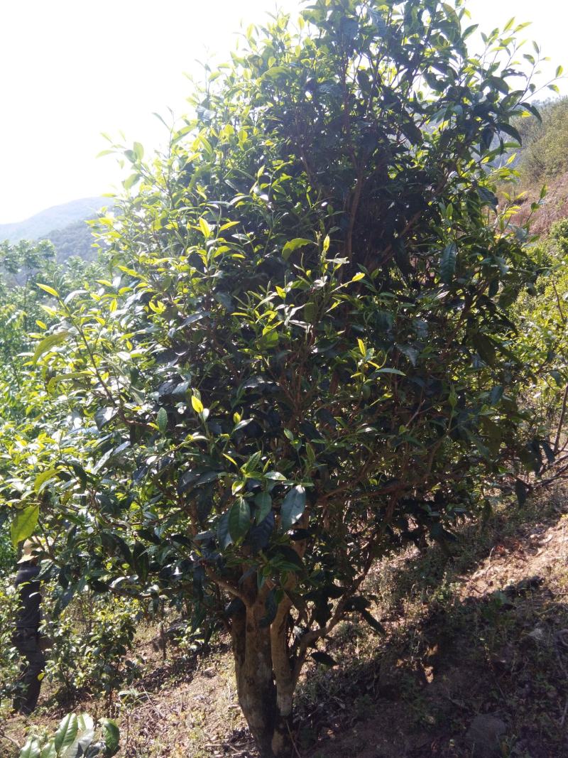 【包邮代发】普洱茶，高海拔古树茶，干净甘醇山间古树混采