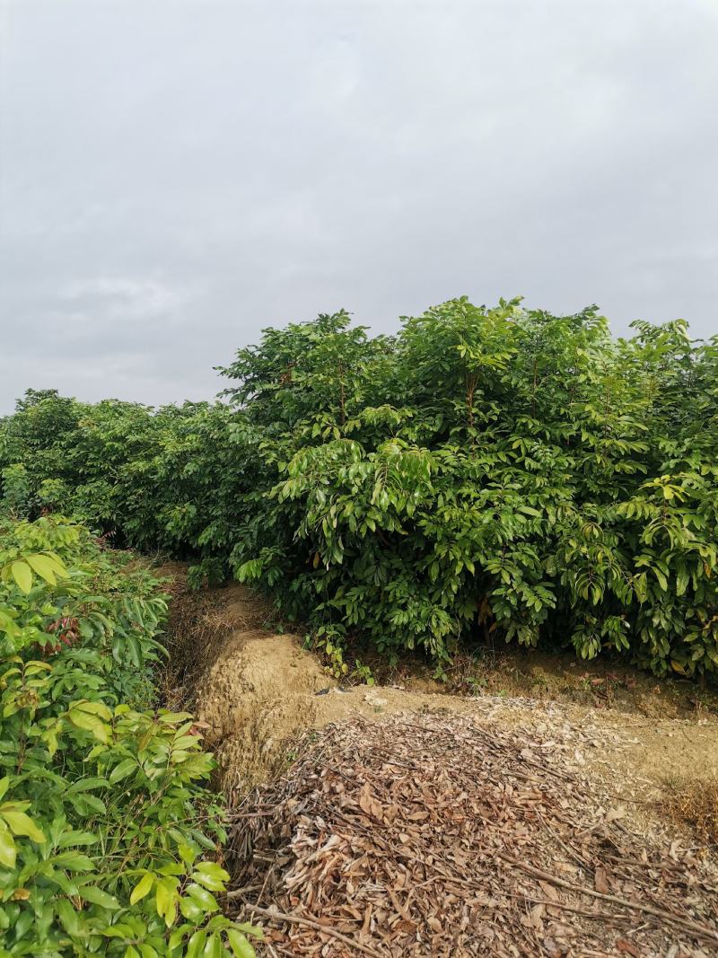 龙眼树苗优质嫁接龙眼品种苗。储良，石夹，四季龙眼