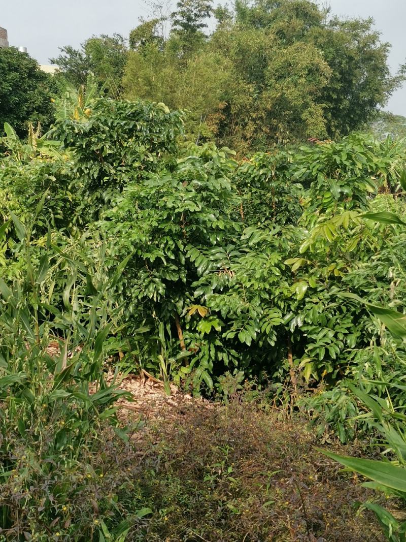 龙眼树苗优质嫁接龙眼品种苗。储良，石夹，四季龙眼