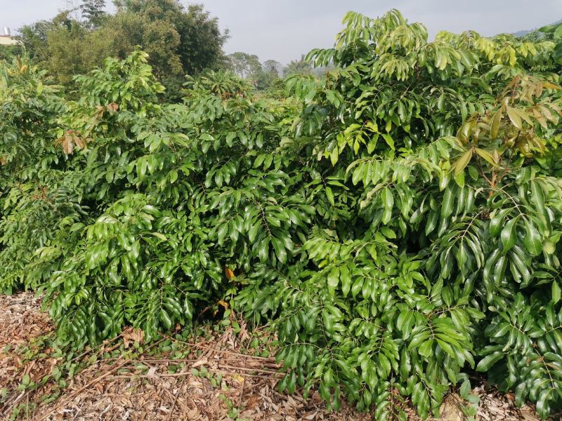 龙眼树苗优质嫁接龙眼品种苗。储良，石夹，四季龙眼