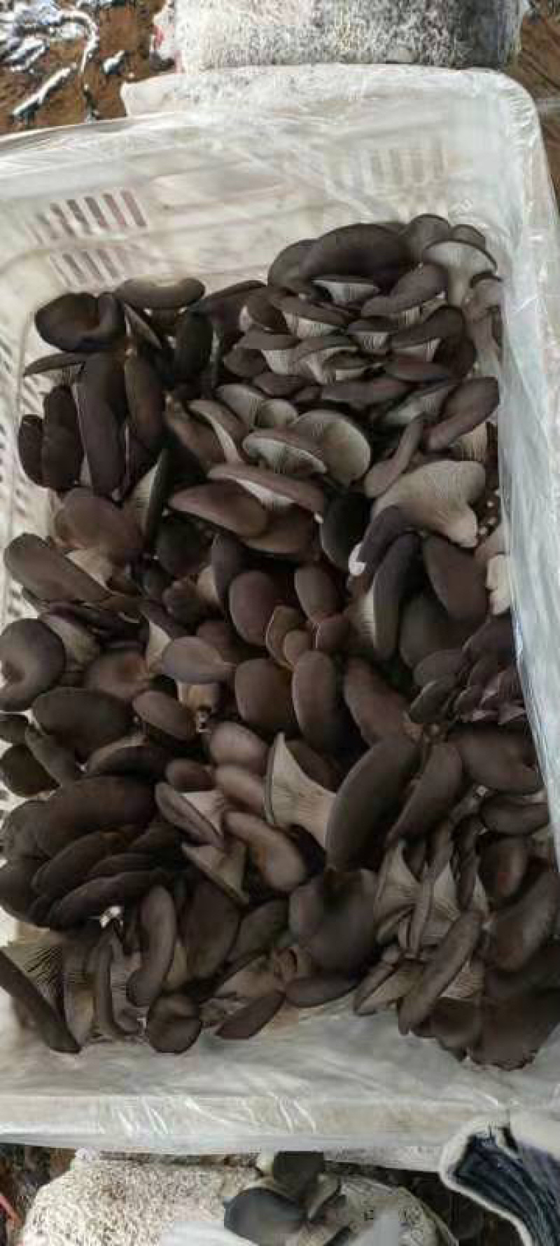 精品食用菌平菇鲜品，干货