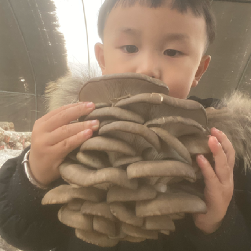 精品食用菌平菇鲜品，干货