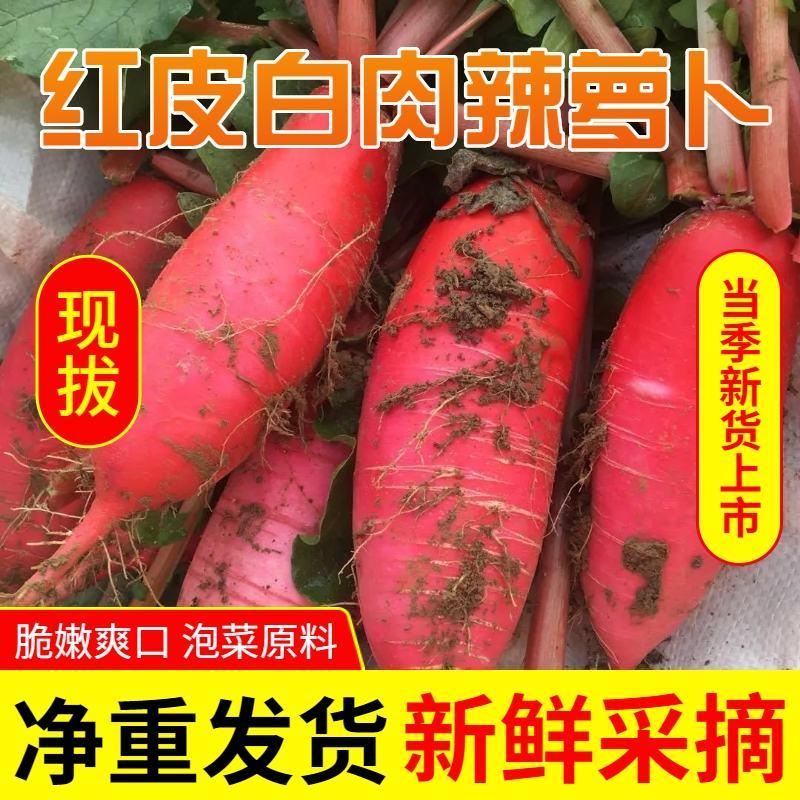 红皮萝卜萝卜产地看货论价，保质保量，欢迎订购