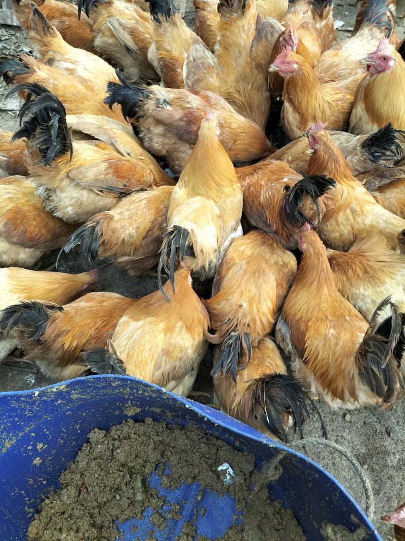 糠饭走地鸡出售