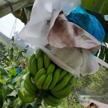 云南香蕉