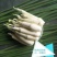 荣民双季早熟茭白老茎苗大量现货保质保量欢迎咨询