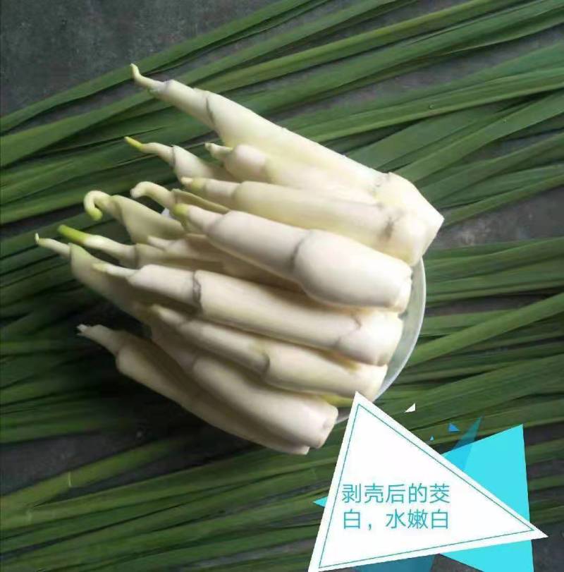荣民双季早熟茭白老茎苗大量现货保质保量欢迎咨询