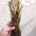 【推荐】茭白种苗美人茭白苗产地直供一手货源全国发货